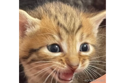 販売中の愛知県のマンチカン(短足)-89789の2枚目